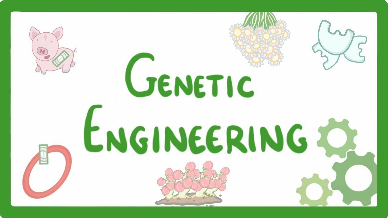 GCSE Biology - Genetic Engineering #82